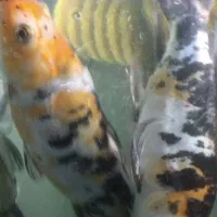 ماهی کوی نژاد دار