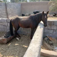 اسب نژاد کرد عرب|اسب و تجهیزات اسبسواری|بم, |دیوار