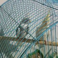 عروس هلندی سخنگو