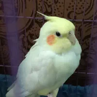 عروس هلندی|پرنده|تهران, انبار نفت|دیوار