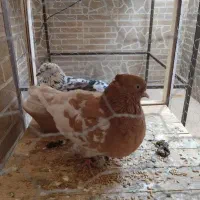 کبوتر|پرنده|فولادشهر, مسکن مهر فولادشهر|دیوار