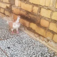 کفتر خوشرنگ زرد  ماده|پرنده|شیراز, شهرک ترکان|دیوار