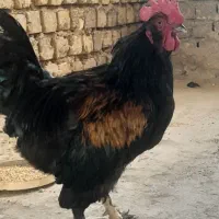 خروس جوان