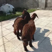 بره های افشار جنس بالا