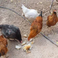 دو عدد مرغ و یک خروس دو جوجه|حیوانات مزرعه|اسفراین, |دیوار