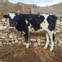 گوساله ماده چاق