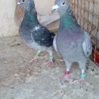 پلاکی ماده|پرنده|تربت‌حیدریه, ۴۵ متری|دیوار