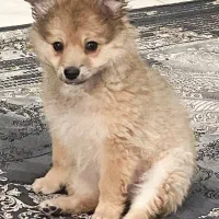 فروش سگ پامر