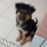 توله ژرمن۴ماهه نر اصیل