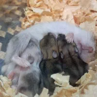 همستر کمپل|موش و خرگوش|تهران, مهرآباد|دیوار