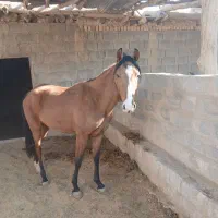 اسب مادیون دونیم سال کره تیس تک پیروانی