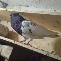 کله سیاه|حیوانات|اهواز, اهواز|دیوار