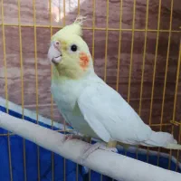 عروس هلندی