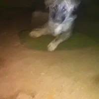 سگ سرابی نگهبان و سگ گله نرو ماده پلنگی ففادارترین|سگ|یزد, |دیوار