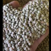 عدس محلی میشخاص