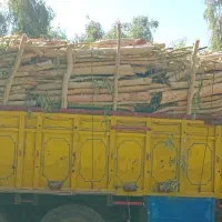 خریدار چوب اکالیپتوس به بالاترین قیمت