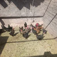 17عدد مرغ تخمی یک عدد خروس محلی|حیوانات مزرعه|ماهان, |دیوار