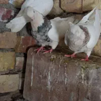 کبوتر|پرنده|سده (خراسان جنوبی), |دیوار