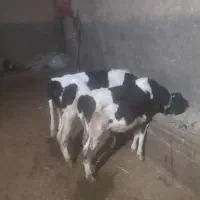 گوساله
