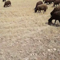 ۲الا۳تن کاه لازم داریم