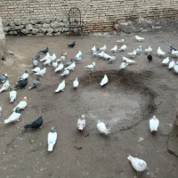 پرنده مرند یامچی روستای گلوان