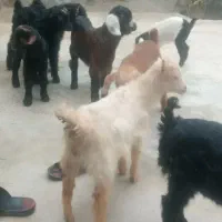 ۸عدد بزغاله علف خوار