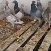 جوجه کفتر پلاکی غوره ای و الماسی و سبز بی خط