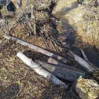 خریدوفروش انواع درخت وچوب با قیمت روز بازار|خدمات باغبانی و درختکاری|تبریز, |دیوار