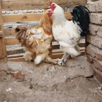 یک جفت مرغ و خروس برهما اصیل