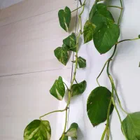 گلدان های چوبی و سرامیکی ودیوار کوب بافت مکرومه|گل مصنوعی|اسلام‌شهر, شهرک واوان|دیوار