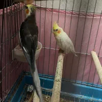 عروس هلندی