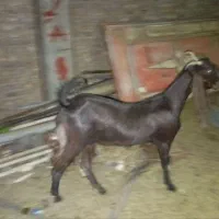 مری بز