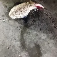 مرکب تازه صید