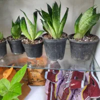 گل از۱۵هزارتا۴۰هزار