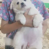 واگذاری توله دو ماهه