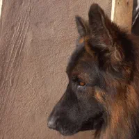 گربه پیدا شده