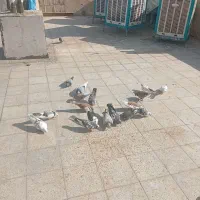 کبوتر پرشی