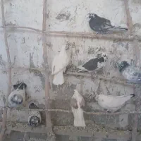 کبوتر پرشی.نقش.پلاکی