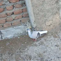 قرمز عرب الچح للهی و یدونه جو شیخی مایا|پرنده|بناب, |دیوار