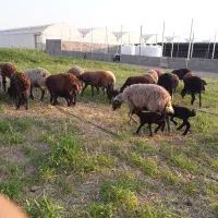 میش و بره شکم اول و دوم|حیوانات مزرعه|شاهین‌شهر, گرگاب|دیوار