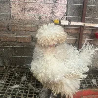 فروشش فوری لهستانی|حیوانات مزرعه|قائم‌شهر, |دیوار