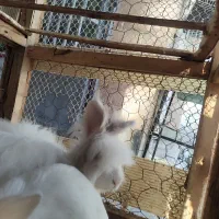 دوجفت خرگوش مولد نر لوپ آمریکا ماده معمولی