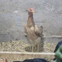 مرغ لاری دانگ بالا و جا دار یک ساله یه تیغ