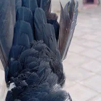 کبوتر سفید دم سیاه