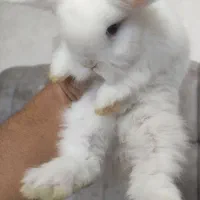 خرگوش لوپ اصل|موش و خرگوش|پرند, فاز ۴|دیوار