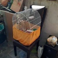 قفس پرنده سالم