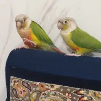 گرینچک نرو ماده