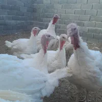 بوقلمون بوغلمون|حیوانات مزرعه|شال, |دیوار