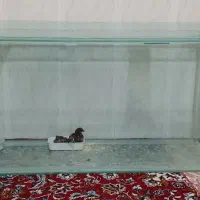 اکواریوم
