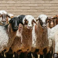 بره نر